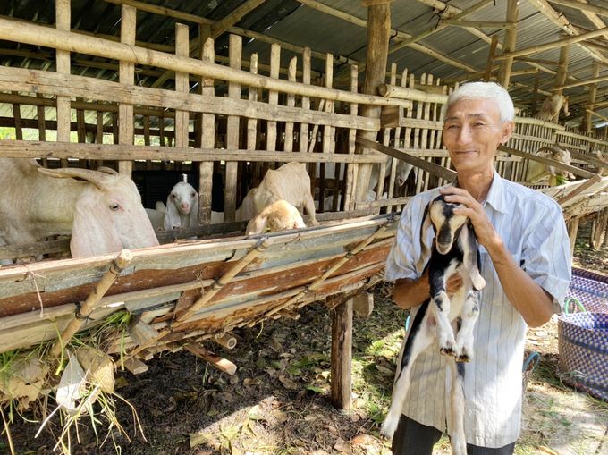 Nuôi dê tận dụng 'cây nhà lá vườn' cho thu nhập cao ở Cần Thơ