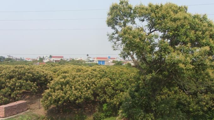 Nhãn Hưng Yên ra hoa sai trĩu, hứa hẹn được mùa lớn