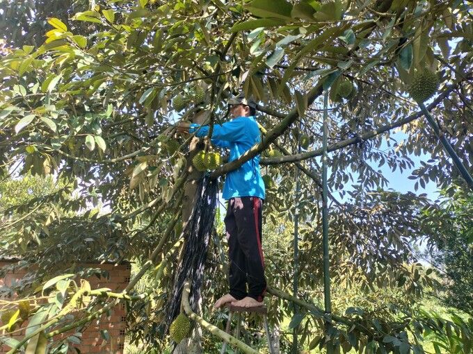 Tiền Giang rà soát tình trạng 'phát triển nóng' cây sầu riêng