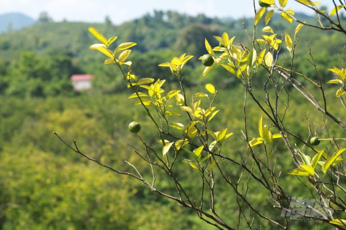 Hàng nghìn ha cam ở Hà Giang đồng loạt bị vàng lá