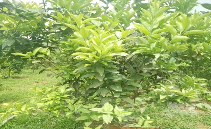 Quản lý dịch hại trên vườn cây có múi