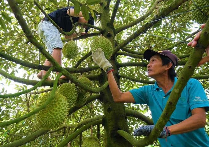 Tăng diện tích sầu riêng ồ ạt sẽ gây thiệt hại nghiêm trọng về năng suất, chất lượng