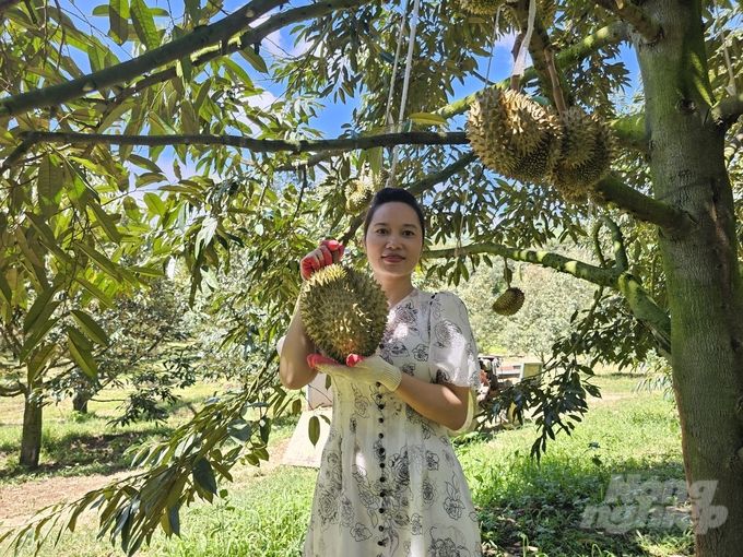 Đặc sắc sầu riêng Khánh Sơn Hút doanh nghiệp đầu tư chế biến, xuất khẩu