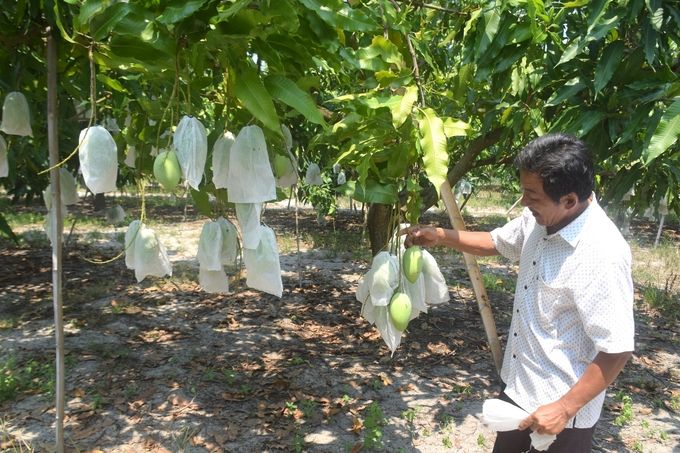 Dừa xiêm, xoài cát làm giàu cho người dân xứ cát