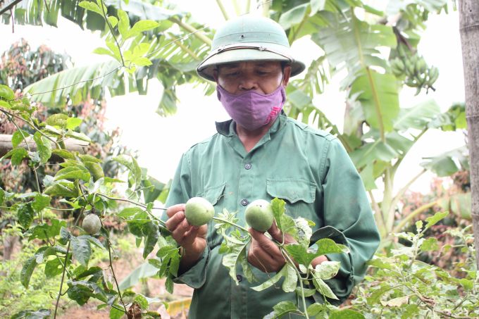 Đà tiến mới của vựa cây ăn quả Sơn La