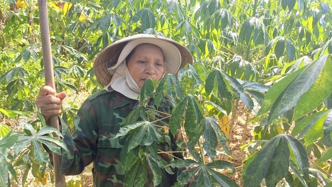 Bệnh khảm lá lây rộng, lan nhanh