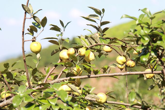 Gian nan tiêu thụ 'quả chua chát'