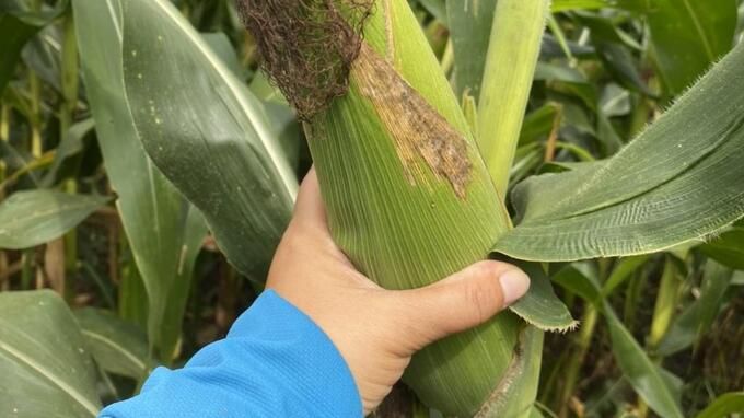 Bẫy chua ngọt diệt sâu keo mùa thu hiệu quả