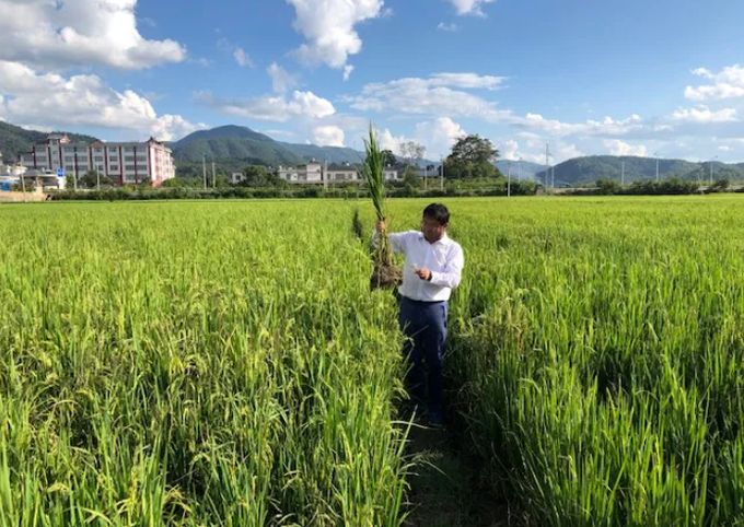 Nở rộ phong trào trồng lúa lưu gốc