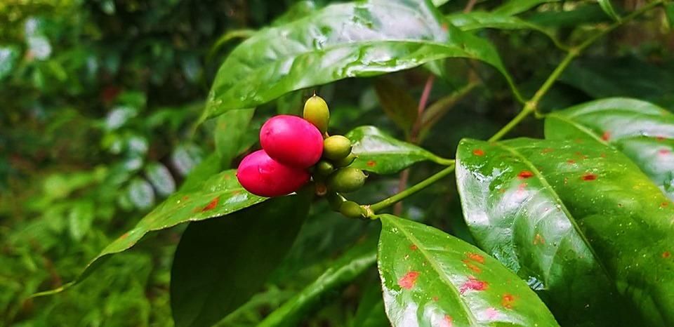 Bình Phước: Loại rau rừng được gọi bằng cái tên kỳ lạ, trước hái ăn cho vui miệng, nay trồng thành đặc sản