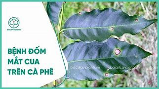 Bệnh đốm mắt cua trên cây cà phê