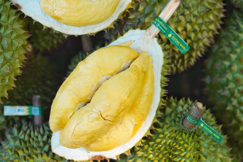Giá sầu riêng ngày 15/9: Sầu Thái giá cao nhất, sầu Ri6 giá bao nhiêu?