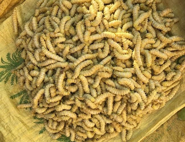 Loài nhìn ghê sợ nhưng được ví “bổ như nhân sâm”, giá 120.000 đồng/kg