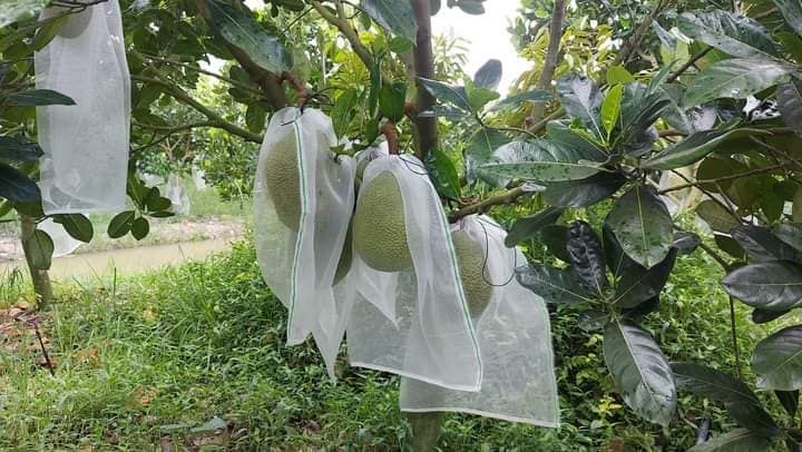 Giá mít Thái hôm nay 16/9: Bất ngờ đảo chiều, loại cây mít Thái có thể để trái nhiều?