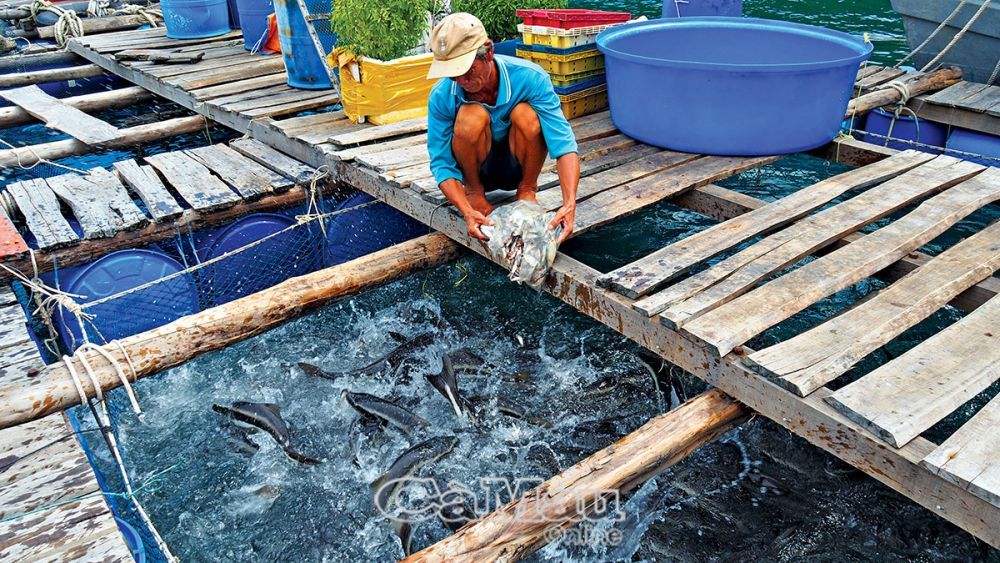 Ở một hòn đảo cách bờ Cà Mau hơn 33km, dân nuôi thứ cá to bự tranh nhau đớp mồi, hễ bán là trúng