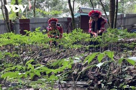 Đòn bẩy giúp nông dân Phong Thổ - Lai Châu giảm nghèo bền vững