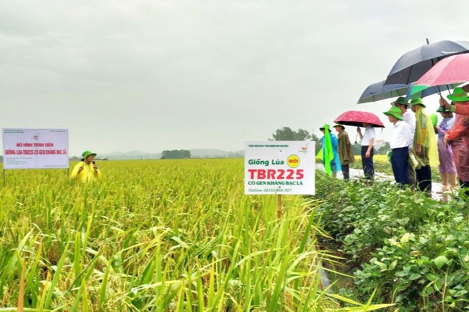 Nông dân đội mưa thăm đồng, trầm trồ giống lúa của ThaiBinh Seed