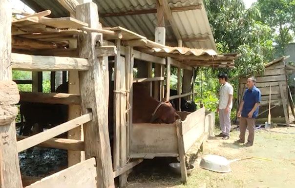 Giống bò 3B mở ra hiệu quả cho chăn nuôi ở miền núi
