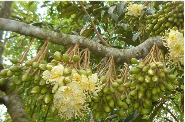 Kỹ thuật chặn đọt sầu riêng hiệu quả bằng phương pháp dinh dưỡng