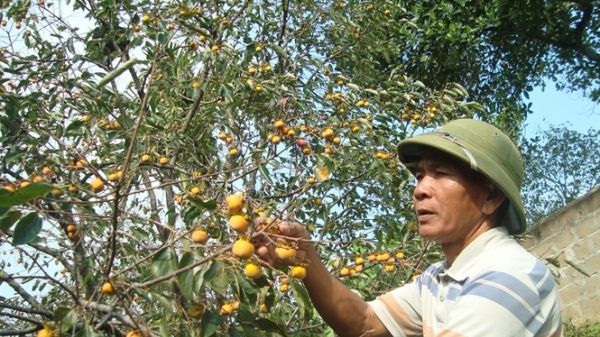 Hồng Nam Anh, quả ngon xứ Nghệ