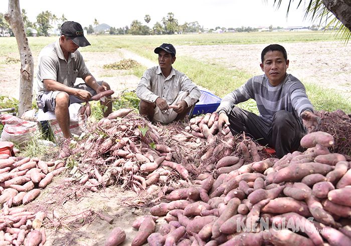 Thứ củ ngon nông dân Kiên Giang đào lên thường xếp la liệt, tới đây sẽ lên đường đi xuất khẩu chính ngạch