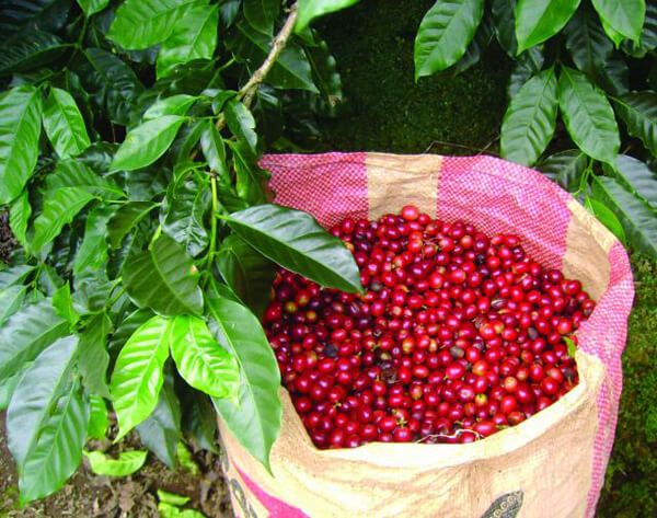 Giá cà phê ngày 19/9: Đà tăng 'nóng' của giá cà phê vẫn chưa dừng