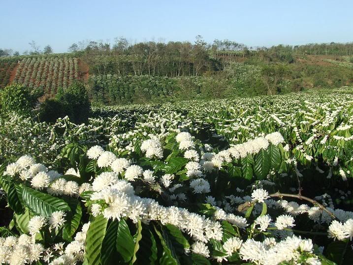 Giải pháp khắc phục tình trạng cây cà phê ra hoa sớm