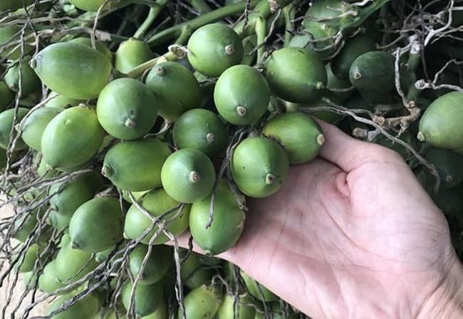 Một loại quả rẻ tiền bán sang Trung Quốc bỗng có giá gấp hàng chục lần, dân kiếm chục triệu dễ ợt