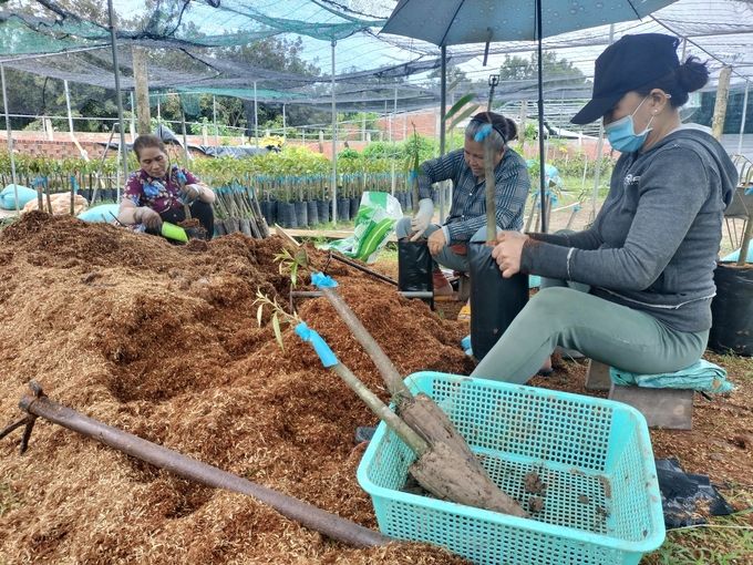 Tiền Giang siết chặt quản lý chất lượng giống cây trồng