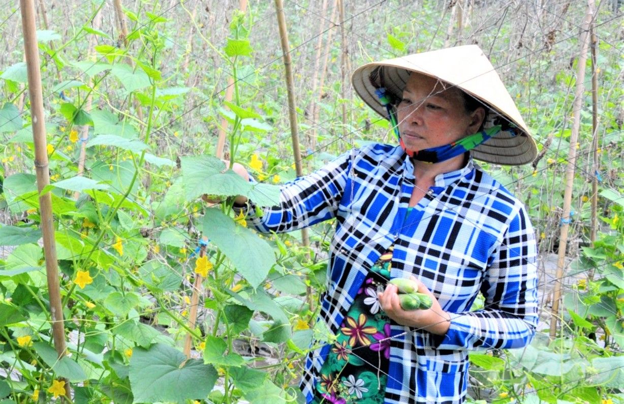 Hậu Giang sản xuất thêm 2.000ha rau màu trong năm 2023