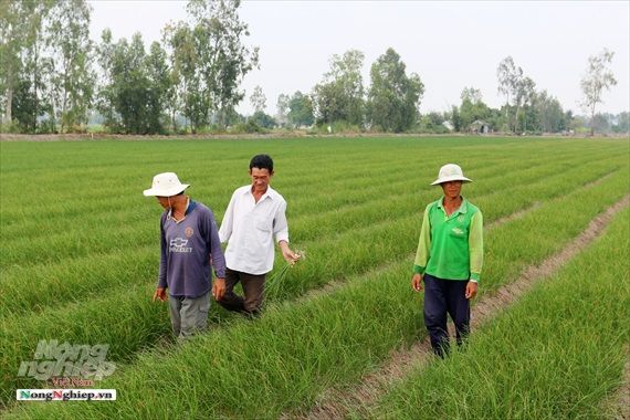 Trồng kiệu vụ tết lợi nhuận gấp 10 lần lúa