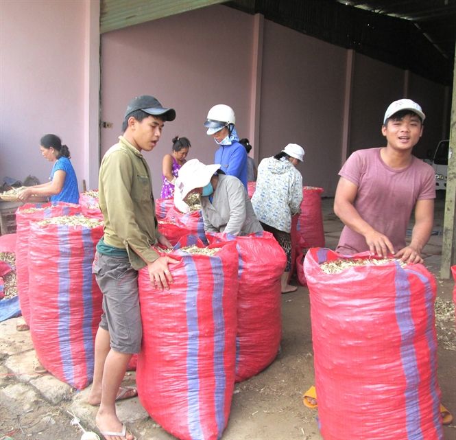 Trồng kiệu thắng to
