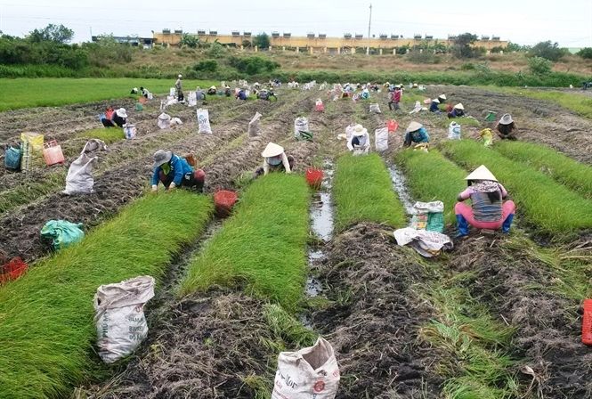 Người trồng kiệu vui vì trúng mùa, lại được giá