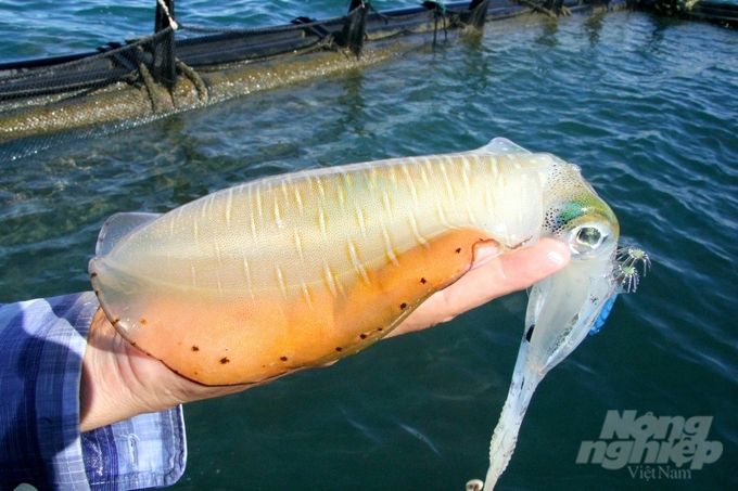 Nhân giống và nuôi mực thương phẩm thành công trong môi trường bán tự nhiên