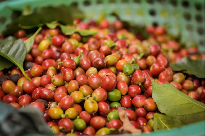 Giá cà phê ngày 20/9: Cà phê Robusta bất ngờ đảo chiều giảm