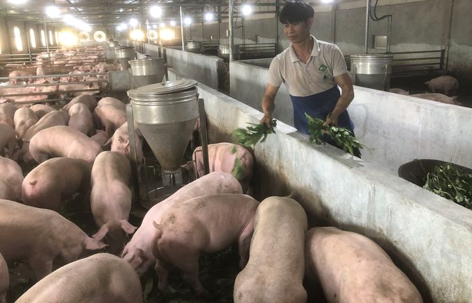 Nuôi heo thảo dược, heo khỏe, môi trường trong lành