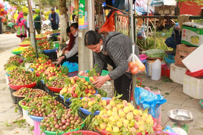 Đào vào mùa thu hoạch, bà con vùng cao kiếm bộn tiền