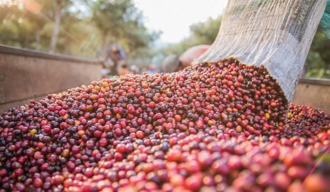 Giá cà phê ngày 21/9: Fed giữ nguyên lãi suất, các nhà đầu tư quay lại, dự báo thị trường cà phê còn biến động