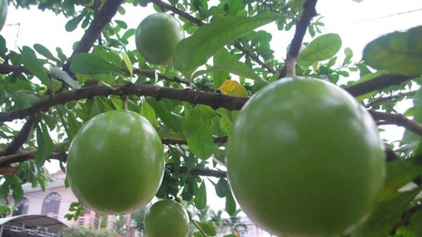 Quả đào tiên nhuận tràng, chống táo bón