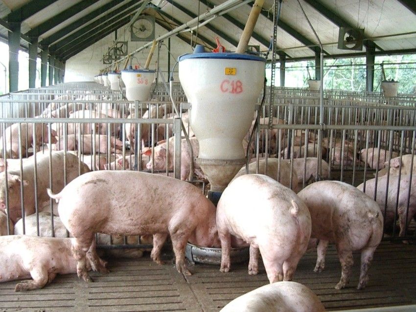 Giá lợn hơi tiếp tục hạ nhiệt, gần bằng giá lợn Trung Quốc