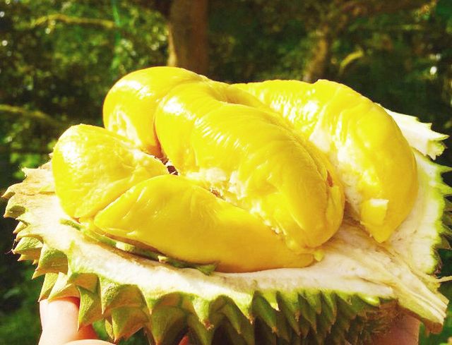 Giá sầu riêng ngày 22/9: Giá sầu riêng Thái đã tăng, sầu Ri6 giá cao giữ 