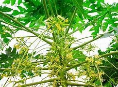 Tưởng là loại bỏ đi, ít người biết hoa đu đủ đực có tới 9 tác dụng 