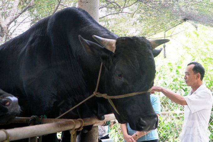 Nuôi bò BBB thâm canh thích ứng biến đổi khí hậu