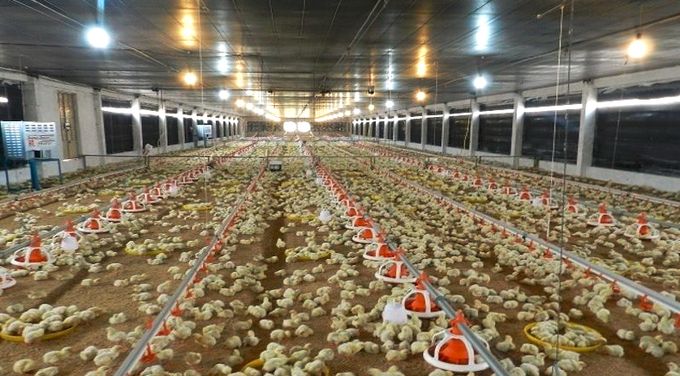 Nuôi gà sinh sản bằng công nghệ tự động hóa