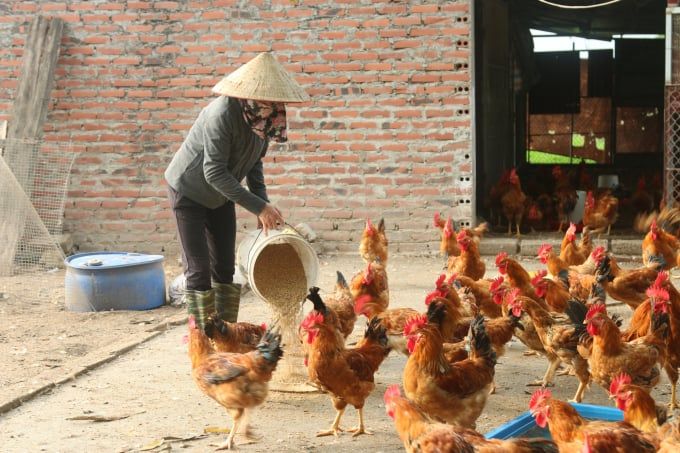 Dịch bệnh động vật còn khá phức tạp ở Hải Phòng
