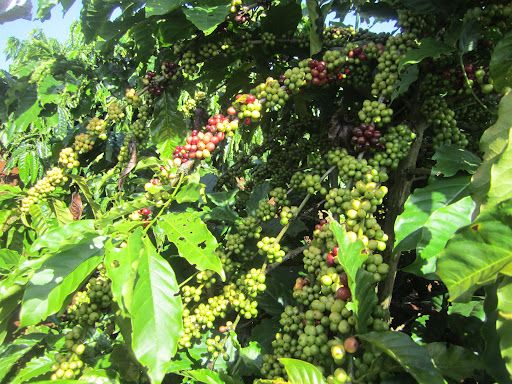 Hướng dẫn kỹ thuật cắt tỉa cành cho cây cà phê 