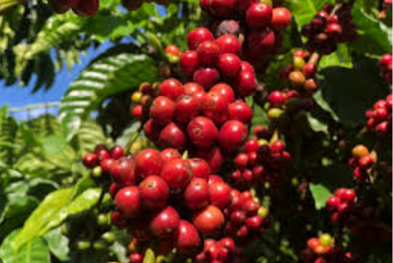 Giá cà phê ngày 25/9: Hai sàn vẫn bị ám bởi áp lực giảm, giá cà phê trong nước áp sát 67.000 đồng/kg
