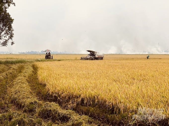 Vùng nuôi tôm - lúa đạt chứng nhận ASC đầu tiên trên thế giới
