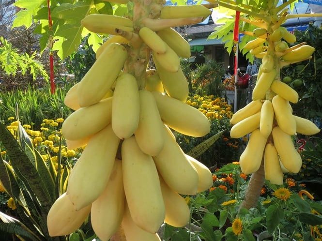 Đu đủ vàng đón tết