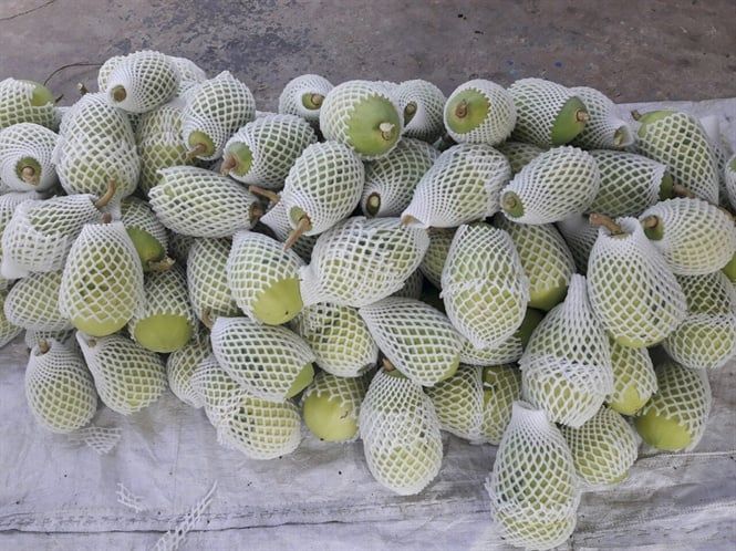 Độc đáo trái đu đủ in chữ thư pháp, giá cao gấp 10 lần bình thường